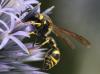 Eumenes sp.